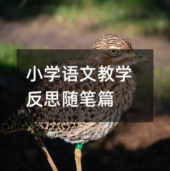 小学语文教学反思随笔篇