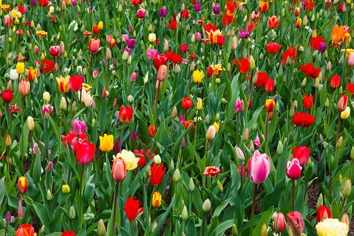 ��β��ܸ��õ�ѧ�ó���Ӣ��?